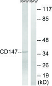 Anti-CD147, C-Terminal antibody produced in rabbit affinity isolated antibody