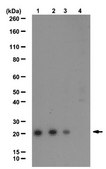 Anti-Ubiquityl Histone H2A.X (Lys119) Antibody serum, from rabbit