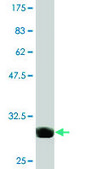 Monoclonal Anti-EDG1, (N-terminal) antibody produced in mouse clone 1F11, purified immunoglobulin, buffered aqueous solution