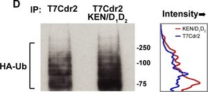 Anti-HA antibody produced in rabbit affinity isolated antibody, buffered aqueous solution