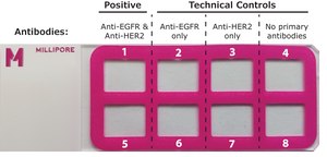 Duolink® PLA Control Kit - PPI Control Kit to reliably detect Protein-Protein Interactions (PPI) with Duolink® PLA