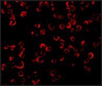 Anti-TRAF6 antibody produced in rabbit IgG fraction of antiserum, buffered aqueous solution