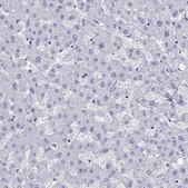 抗ARR3 兔抗 Prestige Antibodies® Powered by Atlas Antibodies, affinity isolated antibody
