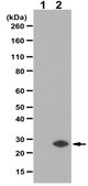Anti-GADD153/DDIT3/CHOP Antibody from rabbit, purified by affinity chromatography