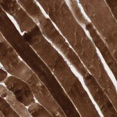 Anti-JPH1 antibody produced in rabbit Ab1, Prestige Antibodies® Powered by Atlas Antibodies, affinity isolated antibody, buffered aqueous glycerol solution