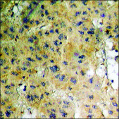 Anti-phospho-HDAC3 (pSer424) antibody produced in rabbit affinity isolated antibody