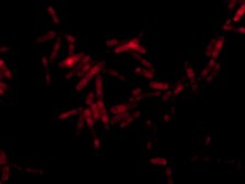 Alphaproteobacteria FISH probe-Cy3 Probe for fluorescence in situ hybridization (FISH), 20 μM in water