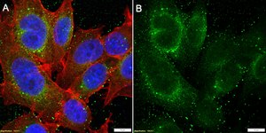 Anti-PDH kinase 1 Antibody, clone 1C7-H1 ZooMAb® Rabbit Monoclonal recombinant, expressed in HEK 293 cells