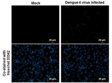 Anti-NS3 antibody produced in rabbit affinity isolated antibody, buffered aqueous solution