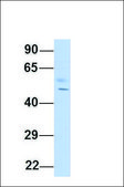 Anti-TUFM antibody produced in rabbit affinity isolated antibody