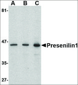 Anti-Presenilin1 antibody produced in rabbit affinity isolated antibody, buffered aqueous solution