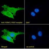 Anti-P2RX7 (N-terminal) antibody produced in goat affinity isolated antibody, buffered aqueous solution