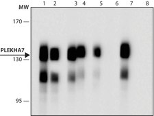 Monoclonal Anti-PLEKHA7 antibody produced in mouse clone PLK7, purified from hybridoma cell culture