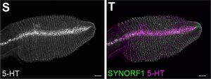 Anti-Serotonin antibody produced in rabbit whole antiserum