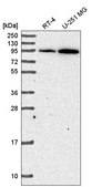 Anti-ADAM17 antibody produced in rabbit Prestige Antibodies® Powered by Atlas Antibodies, affinity isolated antibody