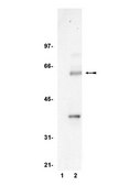 Anti-TCF-4 Antibody, clone 6H5-3 clone 6H5-3, Upstate®, from mouse