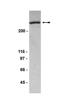 Anti-53BP1 Antibody, clone BP18 ascites fluid, clone BP18, Upstate®