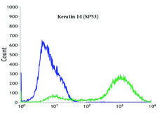 Anti-Keratin 14 antibody, Rabbit monoclonal clone SP53, recombinant, expressed in proprietary host, affinity isolated antibody