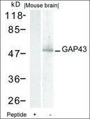 Anti-GAP43 (Ab-41) antibody produced in rabbit affinity isolated antibody