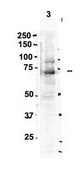 Anti-CDT1 antibody produced in rabbit affinity isolated antibody