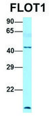 Anti-FLOT1 (C-terminal) antibody produced in rabbit affinity isolated antibody