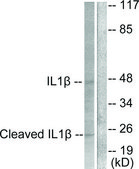Anti-CASP-1 (Cleaved-Asp210) antibody produced in rabbit affinity isolated antibody