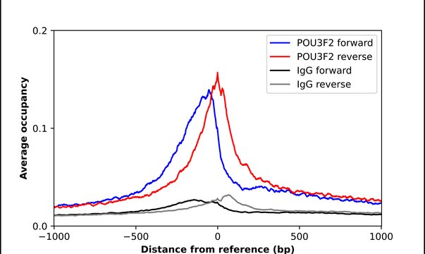 Anti-POU3F2 antibody produced in rabbit Prestige Antibodies® Powered by Atlas Antibodies, affinity isolated antibody