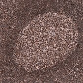 Monoclonal Anti-FOXM1 antibody produced in mouse Prestige Antibodies® Powered by Atlas Antibodies, clone CL12131, purified immunoglobulin, buffered aqueous glycerol solution