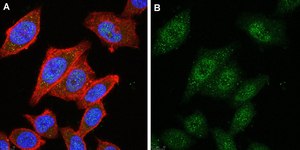 Anti-HDAC4 Antibody, clone 1C16 ZooMAb® Rabbit Monoclonal recombinant, expressed in HEK 293 cells