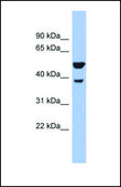 Anti-WNT3A, (N-terminal) antibody produced in rabbit affinity isolated antibody