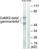 Anti-CAMK2 antibody produced in rabbit affinity isolated antibody