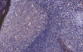 抗FcγRIIb/c抗体，克隆19.4 clone 4F5, from mouse