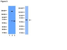ChIPAb+ NFκB p65 (RelA) - ChIP Validated Antibody and Primer Set from mouse