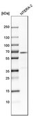 Anti-DPYSL3 antibody produced in rabbit Prestige Antibodies® Powered by Atlas Antibodies, affinity isolated antibody, buffered aqueous glycerol solution