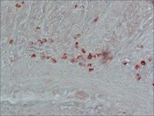 抗胆囊收缩素(26-33) (CCK-8) 兔抗 whole antiserum