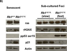 Anti-phospho-Histone H2A.X (Ser139) Antibody, clone JBW301 clone JBW301, Upstate®, from mouse