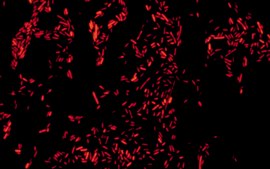 Escherichia coli FISH probe - Cy3 Probe for fluorescence in situ hybridization (FISH)