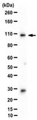 Anti-BRD2 Antibody from rabbit, purified by affinity chromatography
