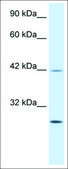 Anti-KLF9 antibody produced in rabbit affinity isolated antibody