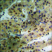 Anti-phospho-SHP-1 (pTyr536) antibody produced in rabbit affinity isolated antibody