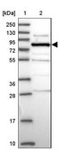 Anti-HOOK2 antibody produced in rabbit Prestige Antibodies® Powered by Atlas Antibodies, affinity isolated antibody, buffered aqueous glycerol solution