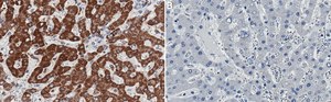 Anti-pro-Cathepsin D Antibody, clone 1D16 ZooMAb® Rabbit Monoclonal recombinant, expressed in HEK 293 cells