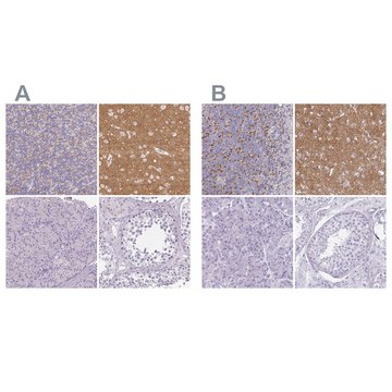 Anti-VGLUT1 antibody produced in rabbit Prestige Antibodies® Powered by Atlas Antibodies, affinity isolated antibody, buffered aqueous glycerol solution