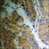 Anti-phospho-Pin1 (pSer16) antibody produced in rabbit affinity isolated antibody