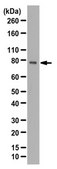 抗-SLC5A3抗体 from rabbit, purified by affinity chromatography