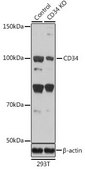 Anti- CD34 antibody produced in rabbit
