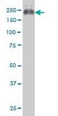 Monoclonal Anti-ABCC4 antibody produced in mouse clone 1B2, purified immunoglobulin, buffered aqueous solution