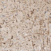 Anti-MAG antibody produced in rabbit Prestige Antibodies® Powered by Atlas Antibodies, affinity isolated antibody, buffered aqueous glycerol solution