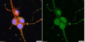 Anti-Vesicular Glutamate Transporter 1 Antibody serum, Chemicon®