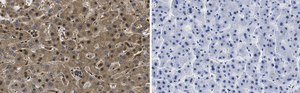 Anti-RORγ Antibody, clone 1D13 ZooMAb® Rabbit Monoclonal recombinant, expressed in HEK 293 cells